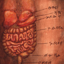 Anatomy 101-Plate 67